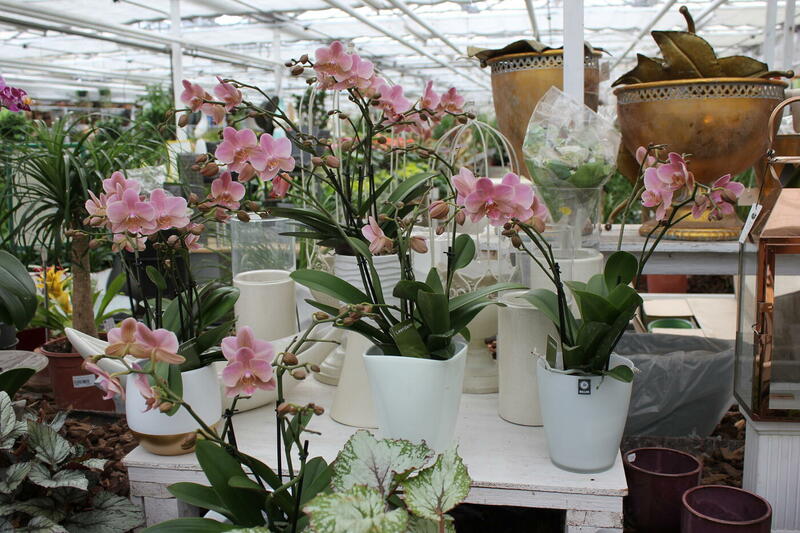 Orchideen in verschiedenen Größen und Farben