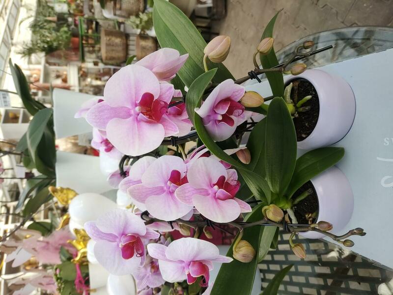 Orchideen