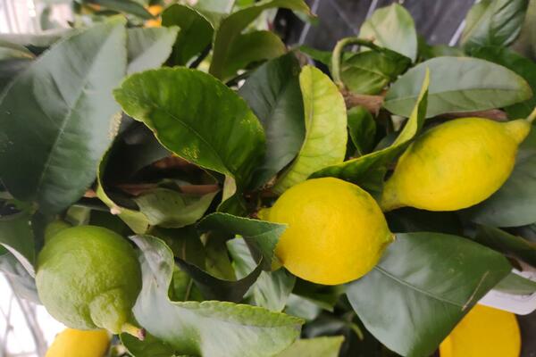 Zitronenpflanzen